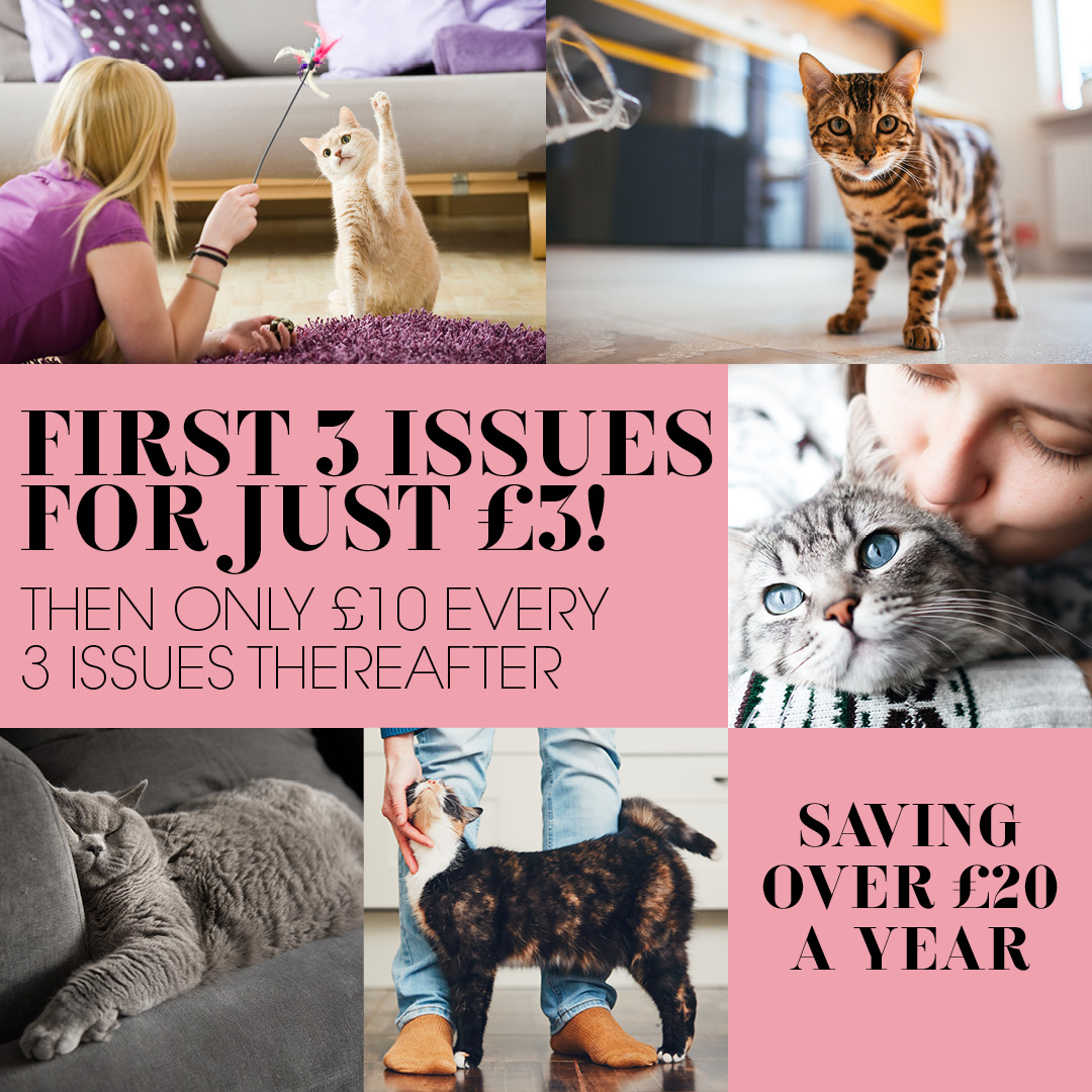 Your Cat magazine promo code discount